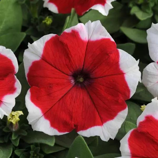 Petunia grandiflorum Dreams™ Red Picotee