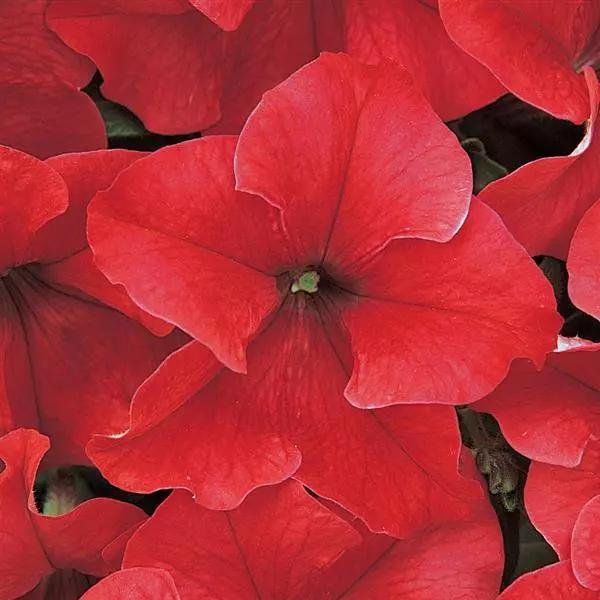 Petunia grandiflorum Dreams™ Red