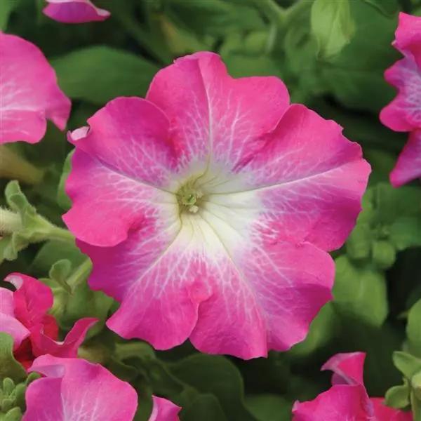 Petunia grandiflorum Dreams™ Rose Morn