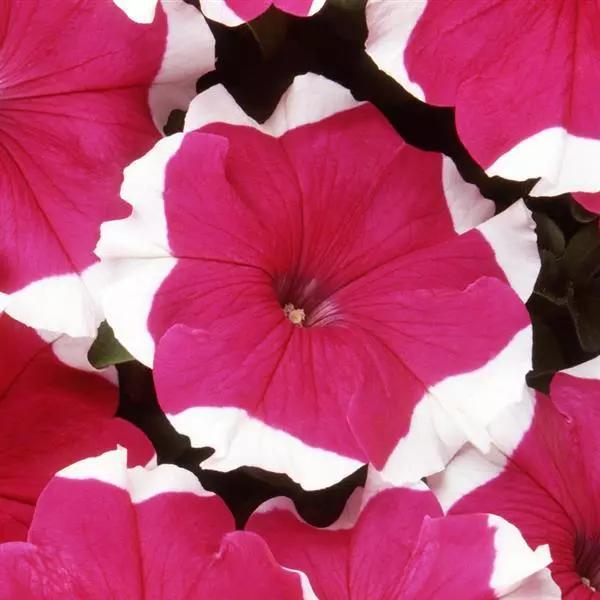 Petunia grandiflorum Dreams™ Rose Picotee