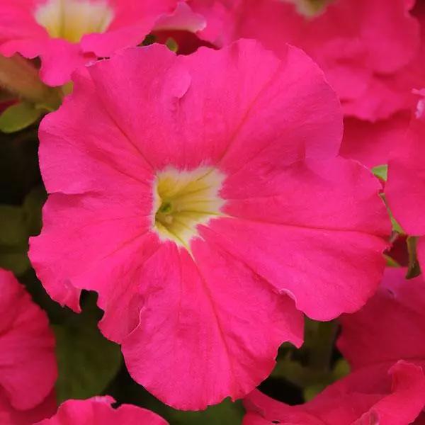 Petunia grandiflorum Dreams™ Rose