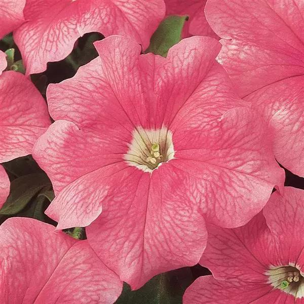 Petunia grandiflorum Dreams™ Salmon