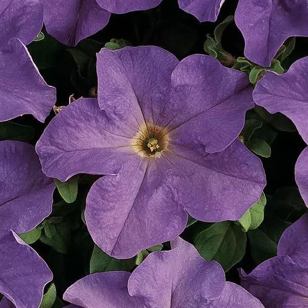 Petunia grandiflorum Dreams™ Sky Blue