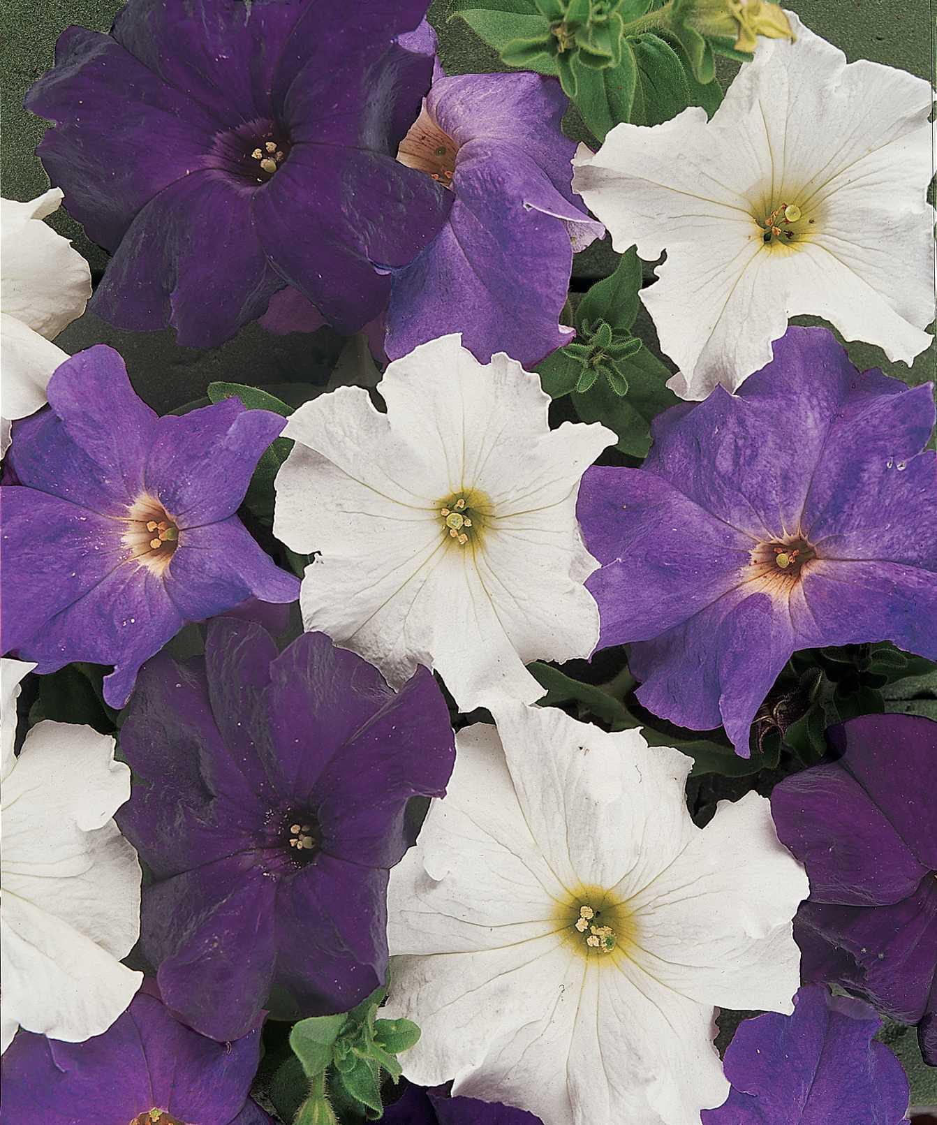 Petunia grandiflorum Dreams™ Waterfall Mixture