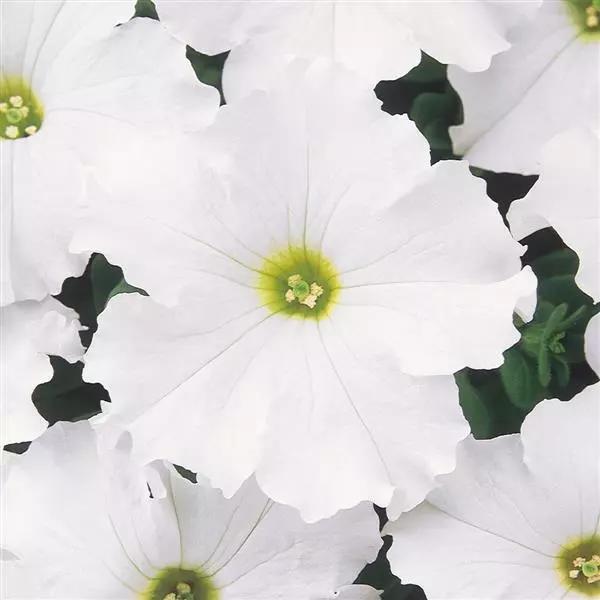 Petunia grandiflorum Dreams™ White