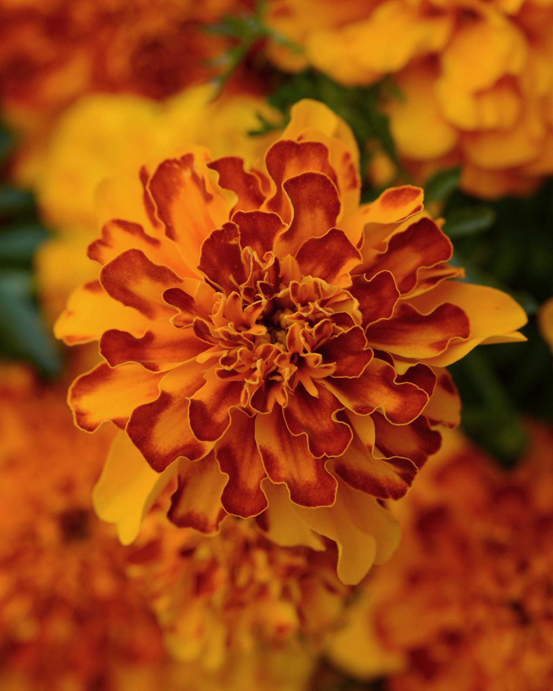 Tagetes patula Bonanza™ Bolero