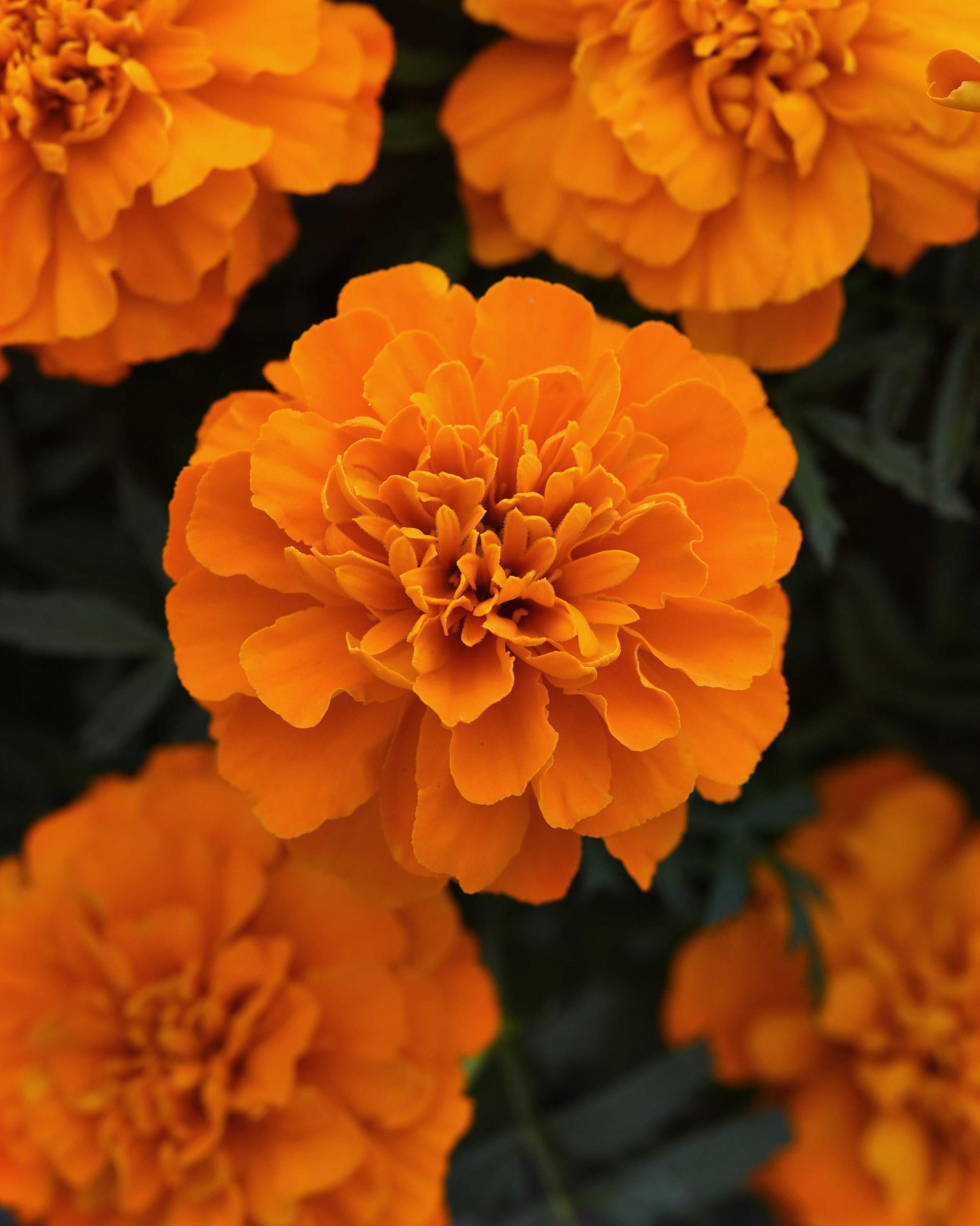 Tagetes patula Bonanza™ Deep Orange