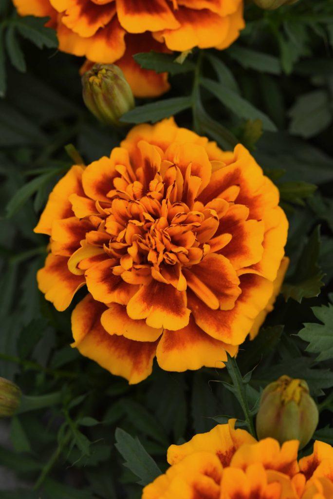 Tagetes patula Bonanza™ Flame