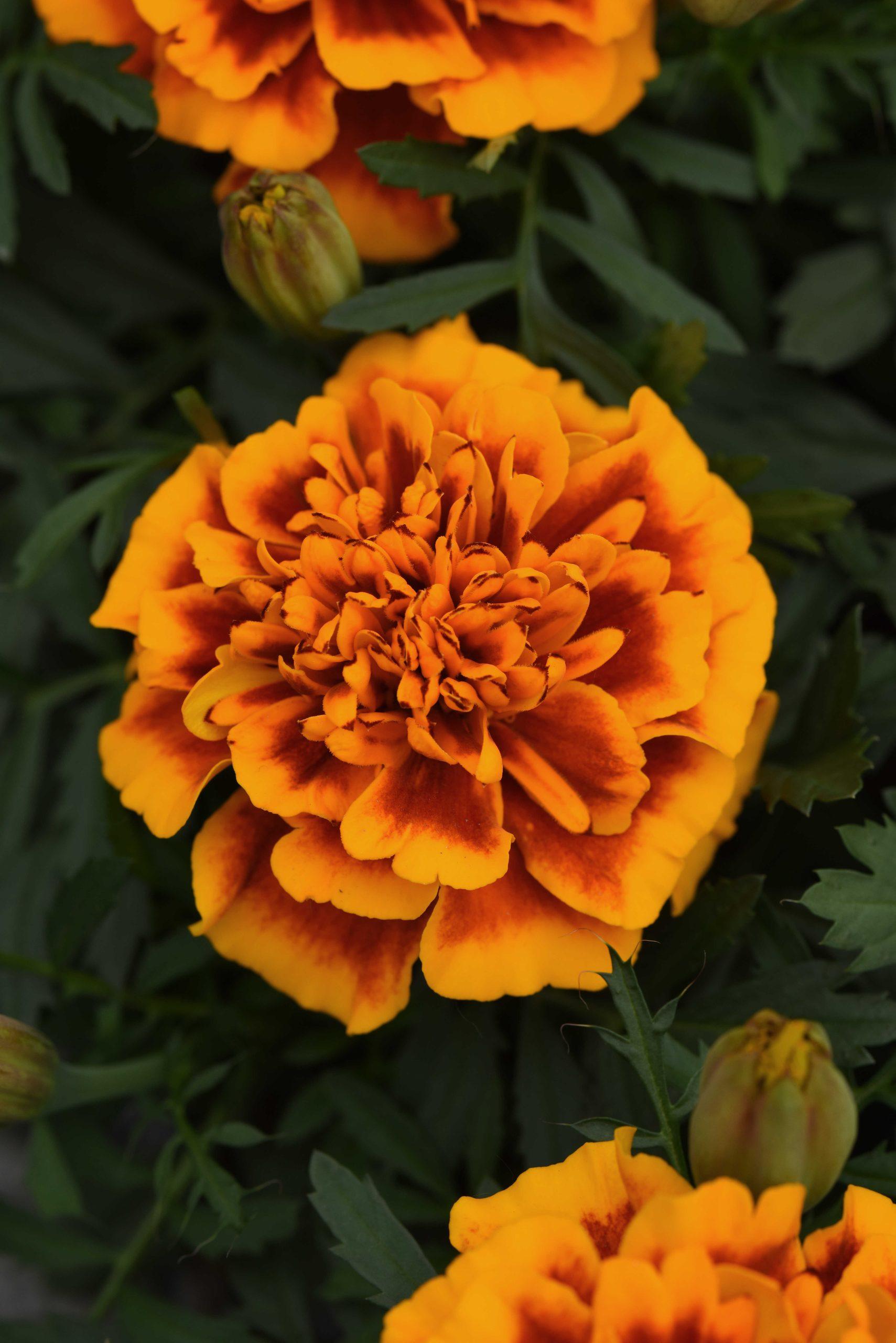 Tagetes patula Bonanza™ Flame