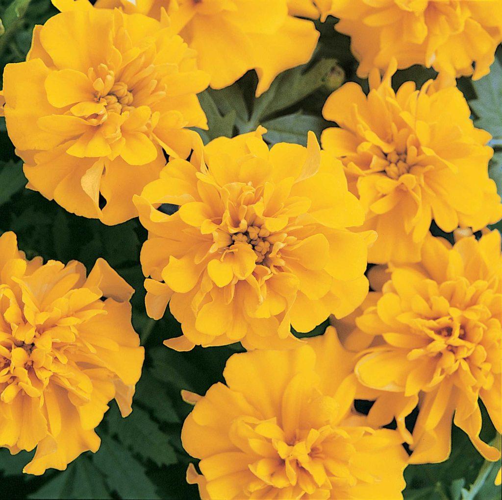 Tagetes patula Bonanza™ Gold