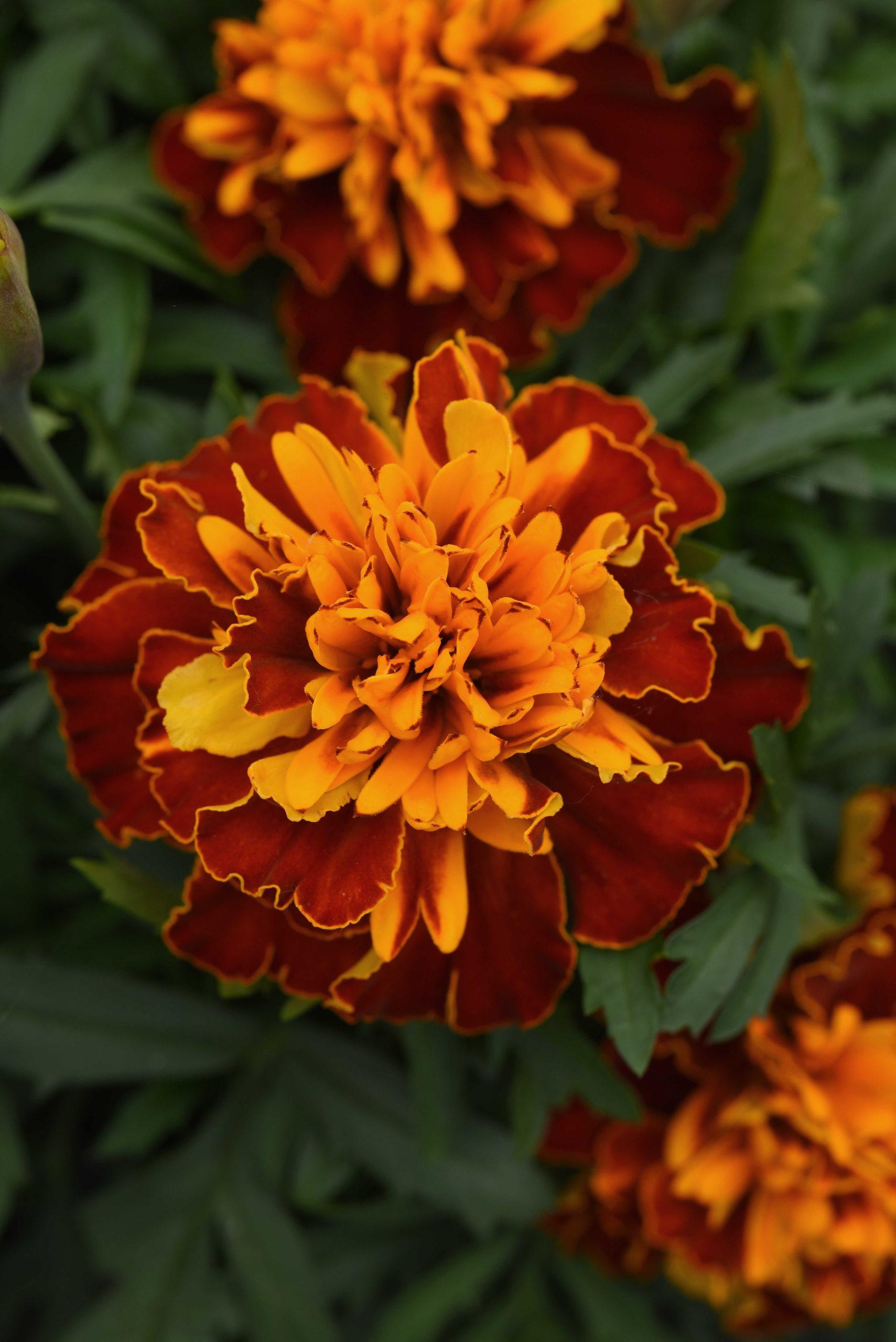 Tagetes patula Bonanza™ Harmony