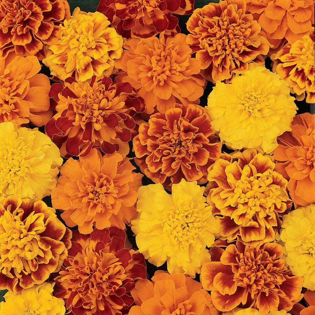 Tagetes patula Bonanza™ Mixture