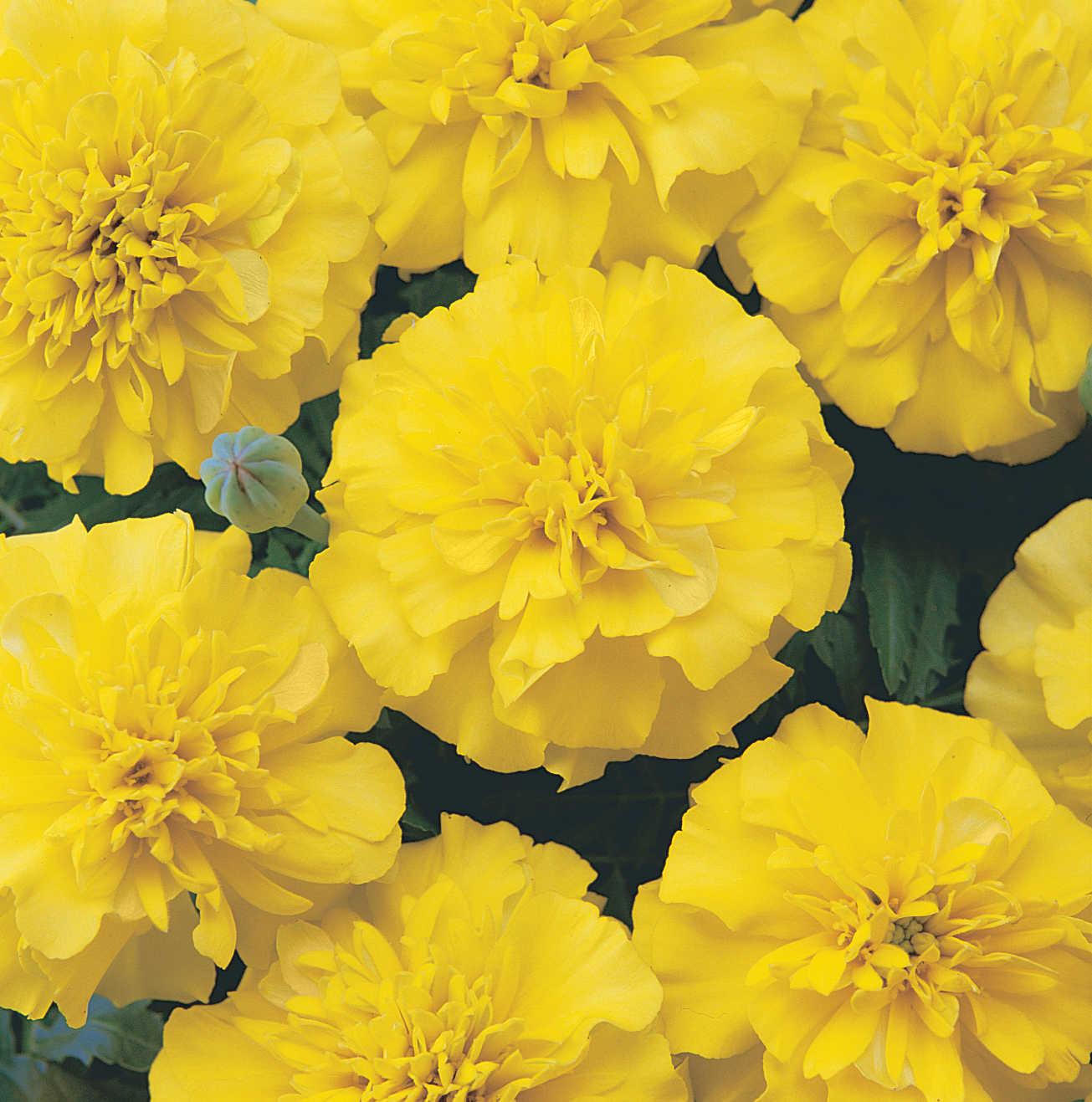 Tagetes patula Bonanza™ Yellow