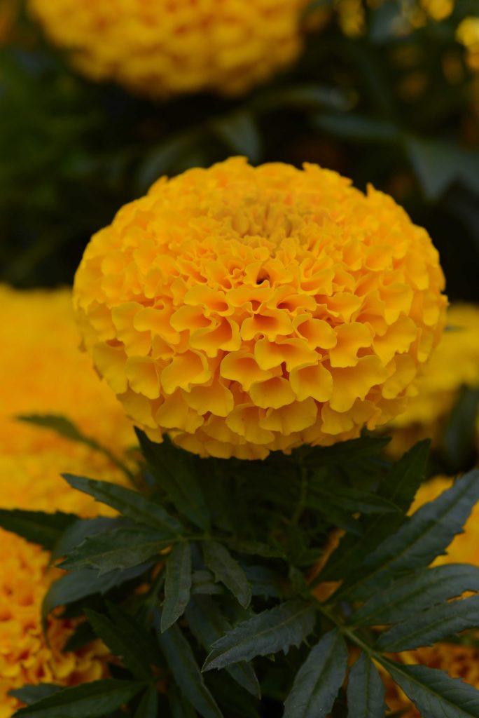 Tagetes erecta Taishan® Gold