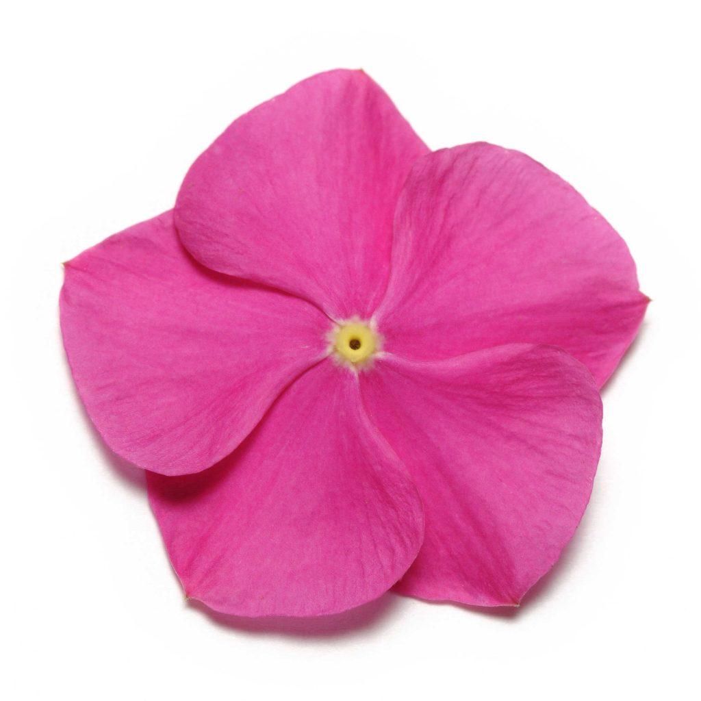 Vinca Pacifica XP Deep Orchid