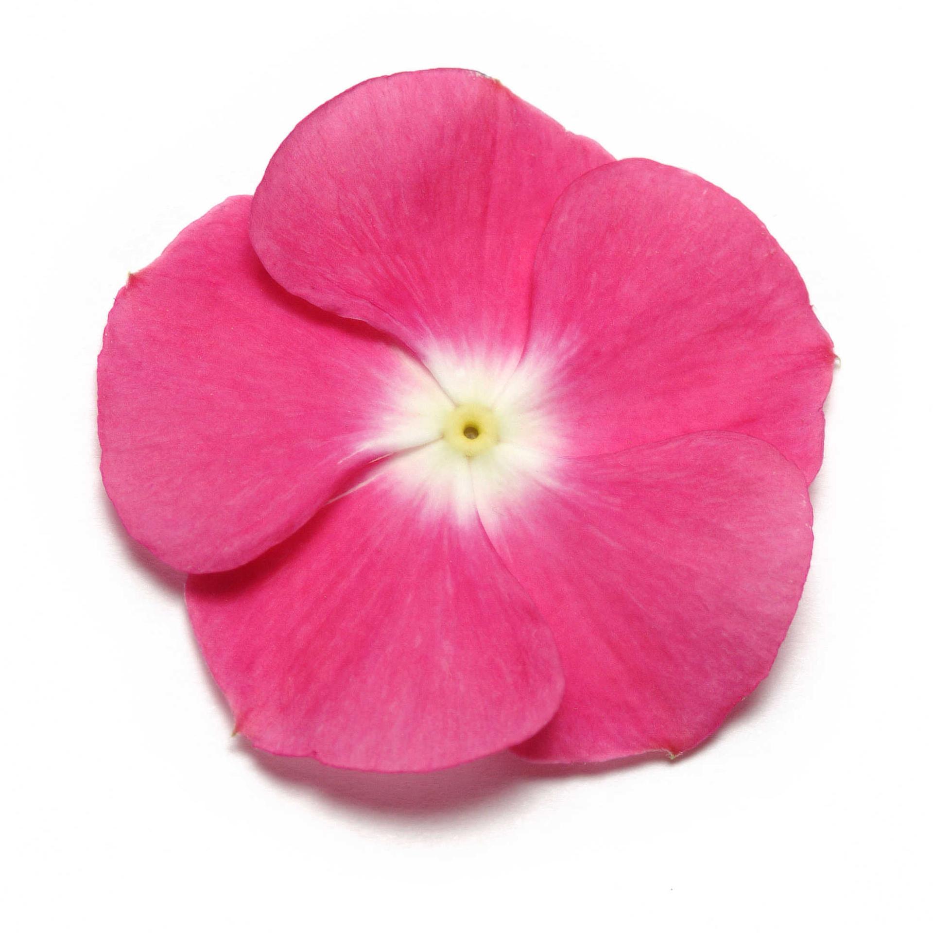 Vinca Pacifica XP Magenta Halo