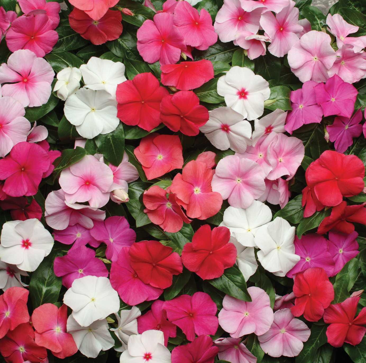 Vinca Pacifica XP Mixture