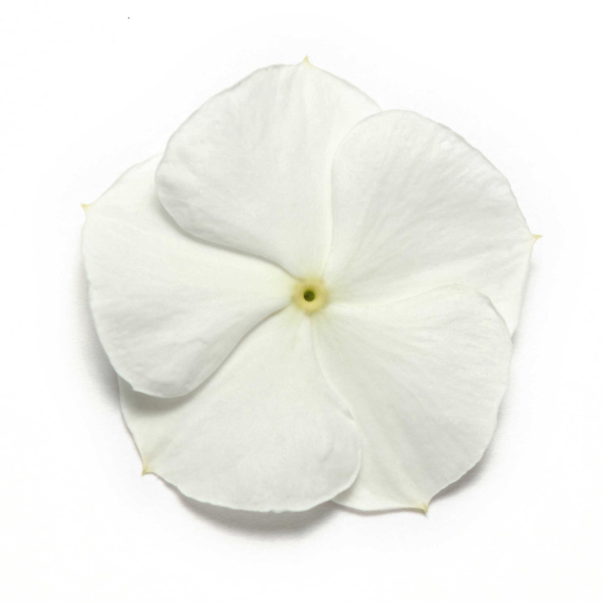 Vinca Pacifica XP White