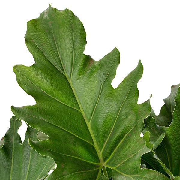 Evanthia - your Philodendron specialist