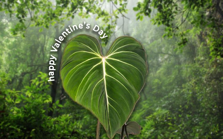 Express your love... with LEAF!
