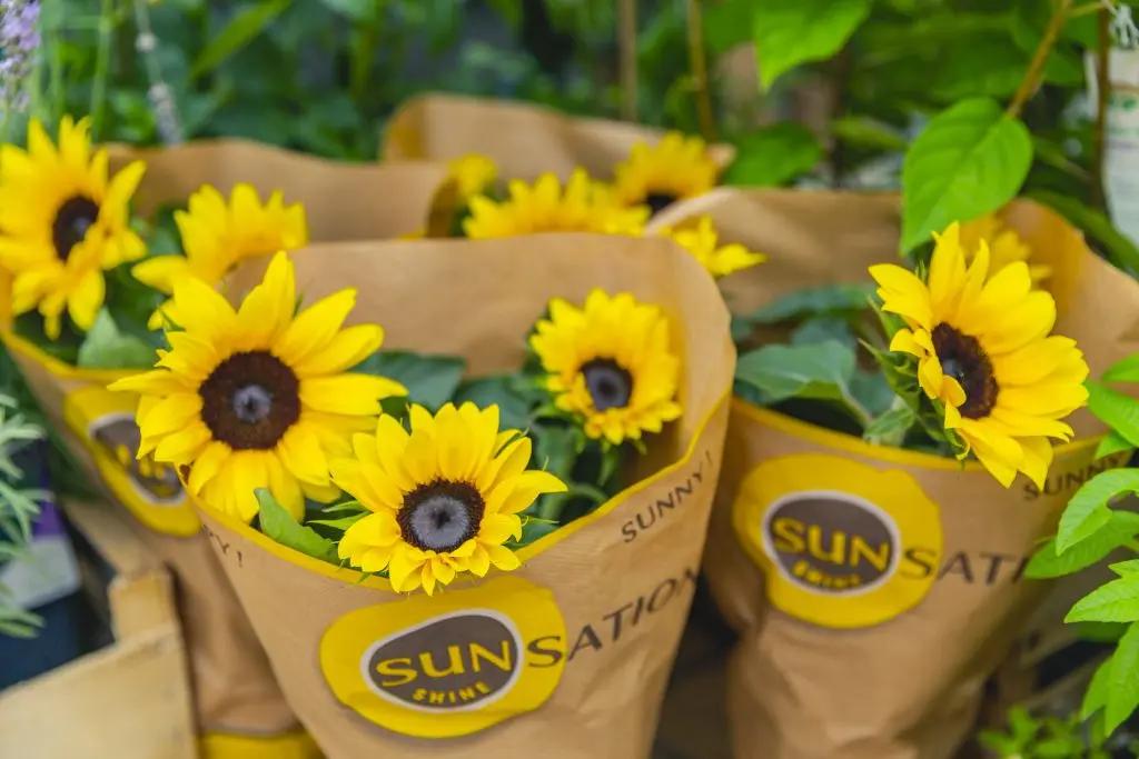 ZONNIG NIEUWS! Sunsation<sup>®</sup> potzonnebloemen in aantocht!