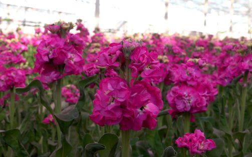 "Bedankt voor de Westlandse bloemen"