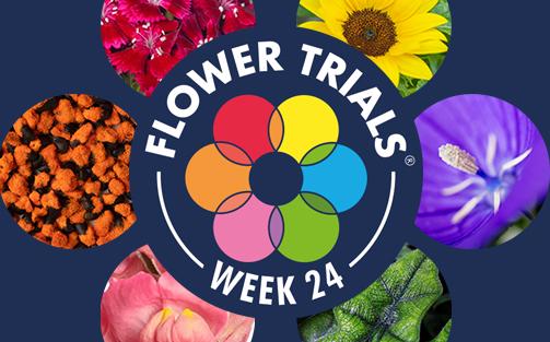 Let's meet at FlowerTrials<sup>®</sup> from 11 to 14 June!