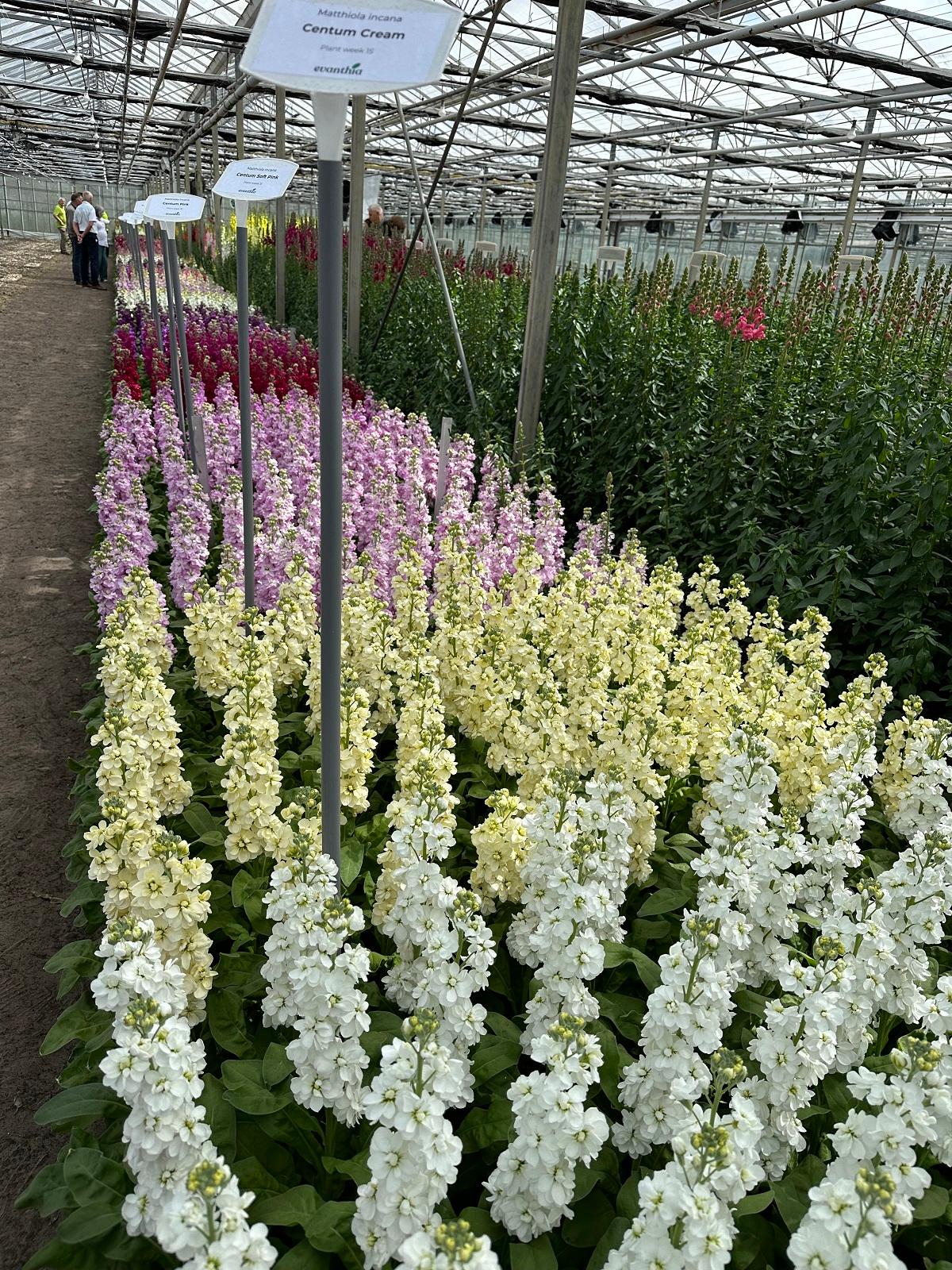 El equipo de Evanthia muestra a los visitantes los ensayos de floración de Matthiola y Antirrhinum en el cultivo van den Beukel en Monster (países bajos)