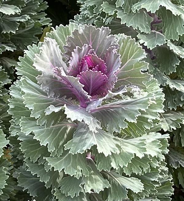 Brassica oleracea F1 Altair