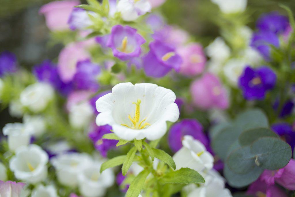 Campanula Big Ben schittert met grootse schoonheid!