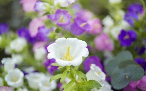 Campanula Big Ben schittert met grootse schoonheid!