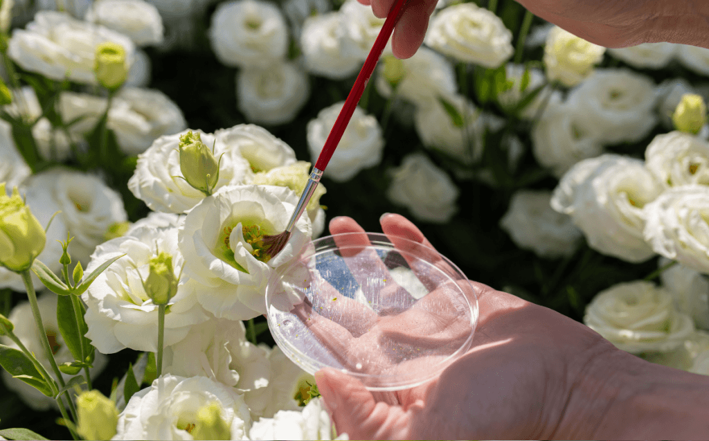 Vacature: Veredelaar Snijbloemen (32-40 uur per week)