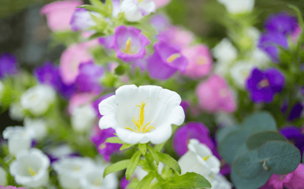 Campanula Big Ben delivers big on beauty!