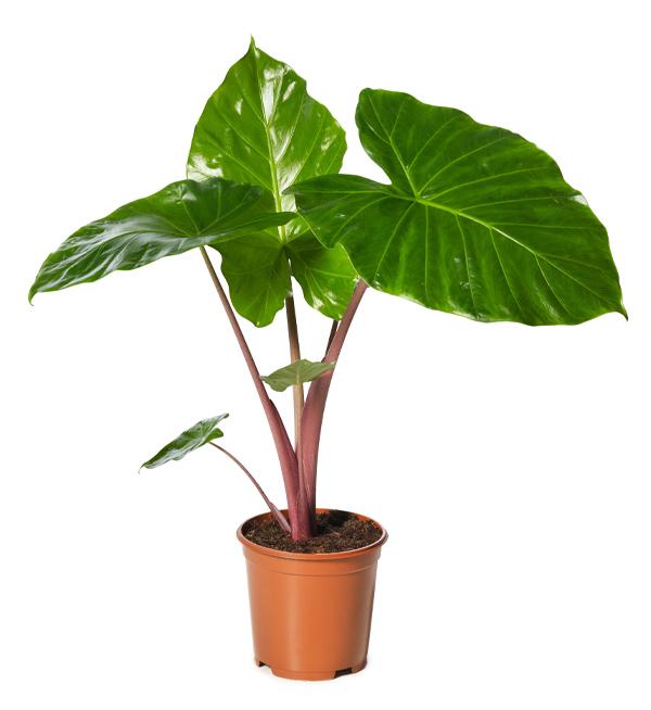 Alocasia Imperial Red