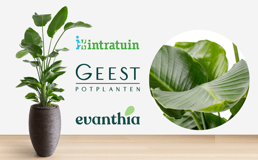 Strelitzia kamerplanten in de spotlights met winactie en exclusieve ervaringen