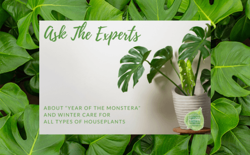 Evanthia kicks off the Year of the Monstera with the National Garden Bureau