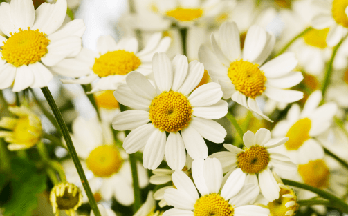Fresh and frivolous: single-flowered Tanacetum is already flirting with spring