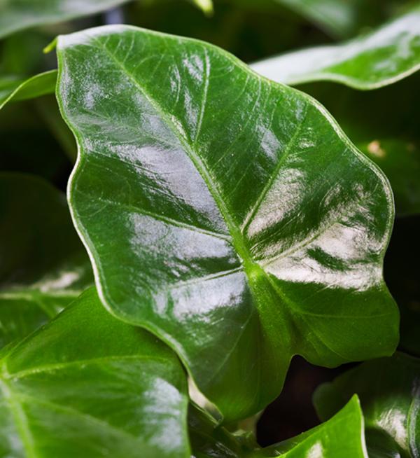 Alocasia Low Rider