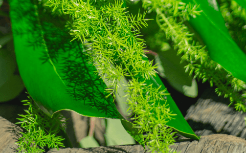 De onmisbare waarde van snijgroen