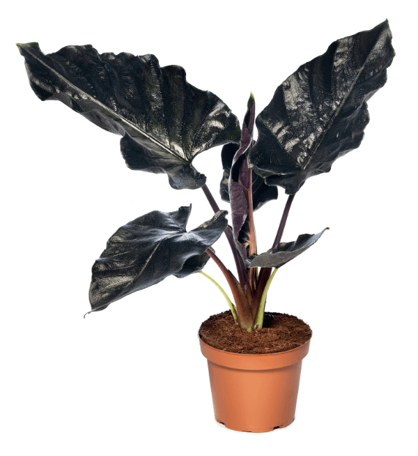 Alocasia Antoro Velvet