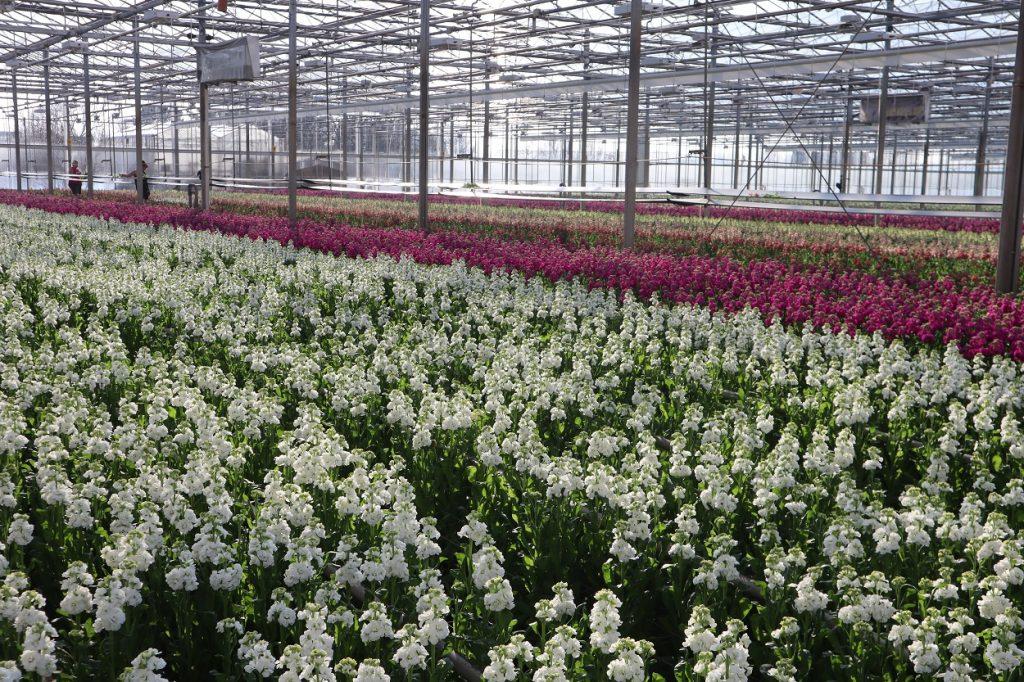 Vacature: Junior Teeltspecialist R&D Flowers (fulltime)