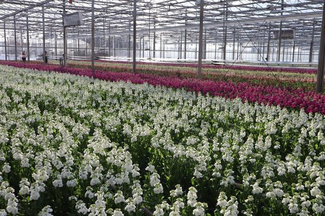 vacature-junior-teeltspecialist-flowers