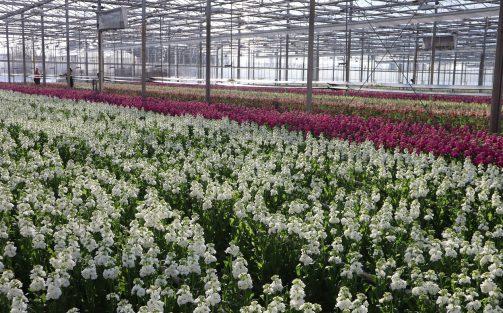 Vacature: Junior Teeltspecialist R&D Flowers (fulltime)