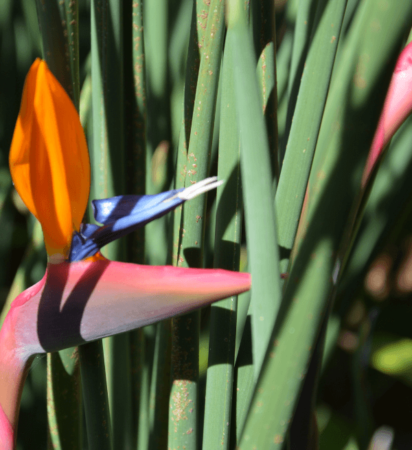 Strelitzia juncea