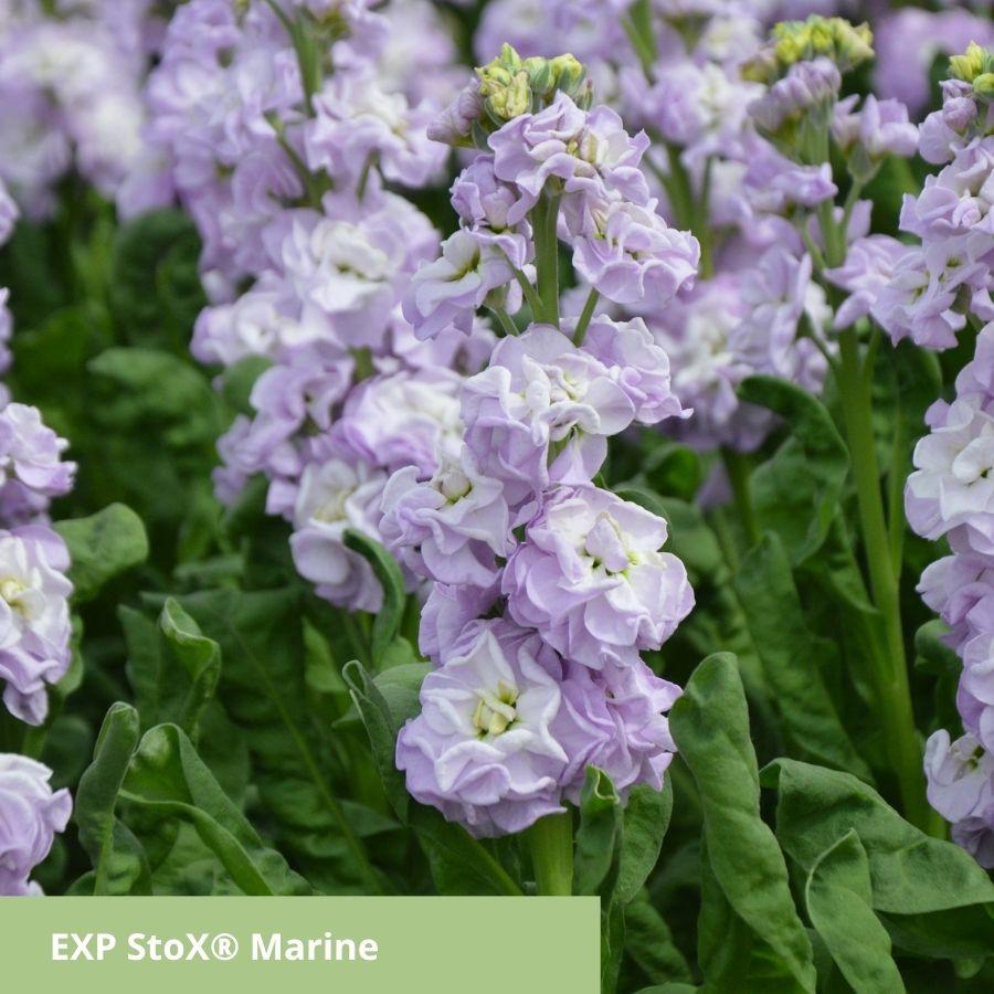 Matthiola highlights: StoX<sup>®</sup> and Milla steal the show