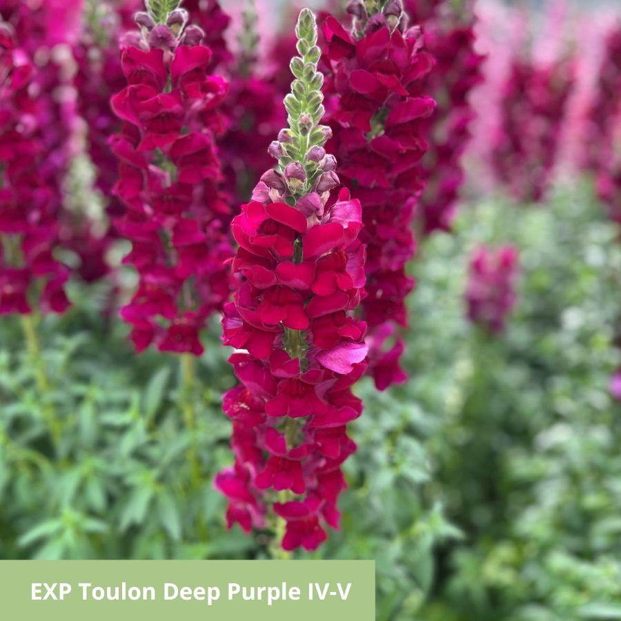 A unique look at the full spectrum of snapdragons