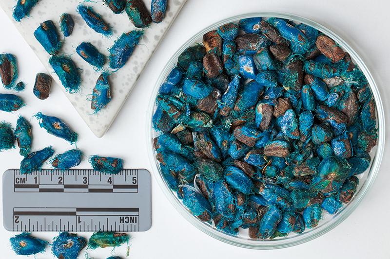 Remarkable blue seeds