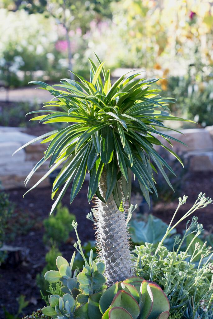 NIEUWE OOGST IS BINNEN: Verrijk je succulentencollectie met Pachypodium
