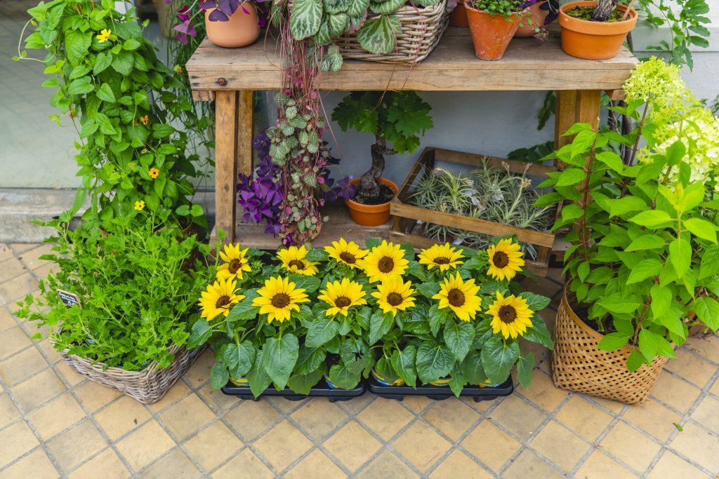 Enjoy Sunsation<sup>®</sup> potted sunflowers stress free